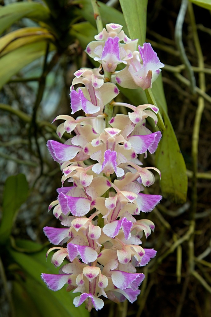 orchideeën orchidee orchideeen hdr bloem Orchidaceae natuur flora bloemen orchis sierbloem sierplant phalaenopsis orchidaceae